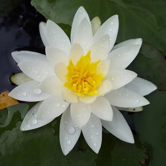 Meet your Posher, Lindsay - Picture 1 of 1